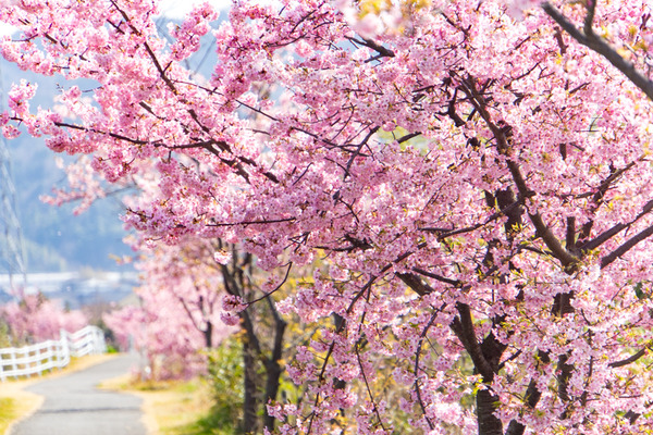 桜-2003022