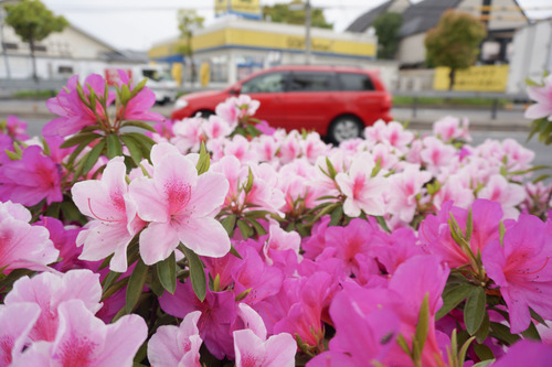 国道1号線のツツジ-4