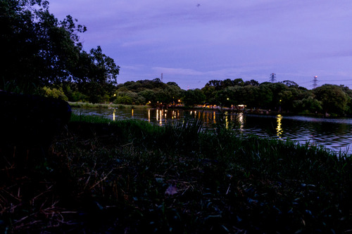 花菖蒲園-15060601