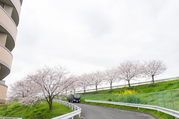 桜-2003313