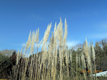 山田池公園140103-01