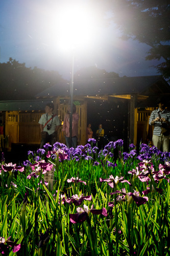 花菖蒲園-15060613