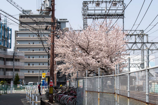 交野　桜-2103291-6