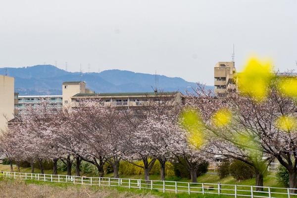 桜-2003302