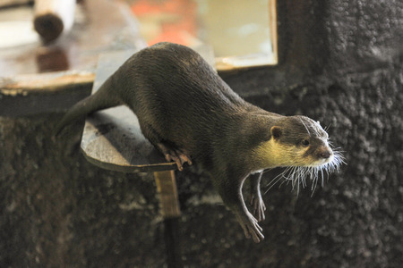 ひらかたパーク動物130919-05