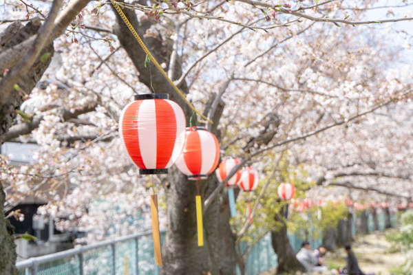 明るめ桜-1904055