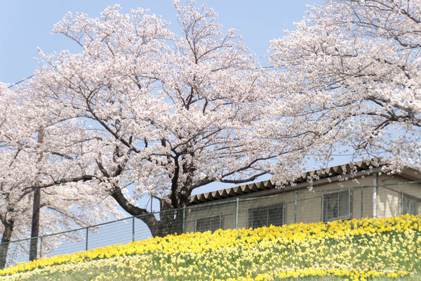 桜-1803292