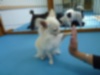20100530dog1
