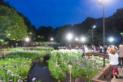 花菖蒲園-15060608
