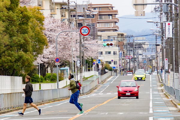 桜-2003307