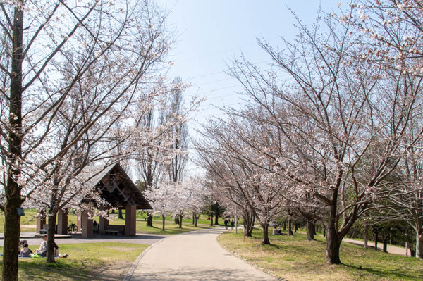 山田池桜の道-2103231-3