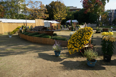 菊花展131105-65