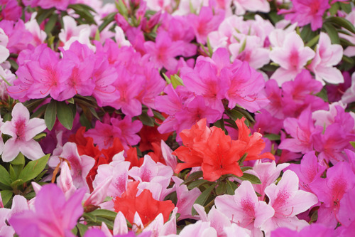 国道1号線のツツジ-2