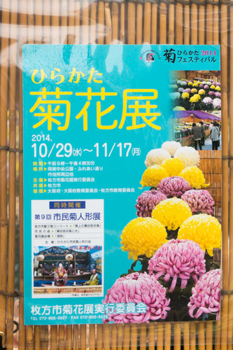 菊花展-14103110