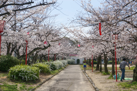 牧野公園の桜-2
