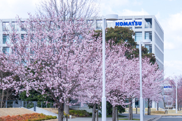 桜-2003241