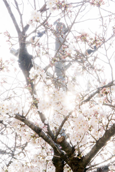 桜2-1803273