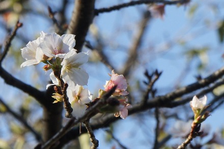20101018sakura5