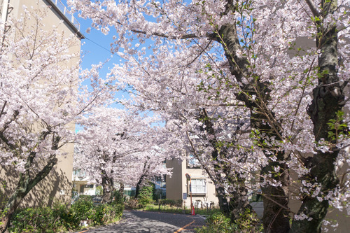 桜写真-3