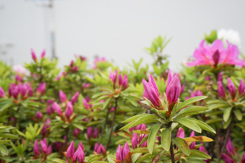 国道1号線のツツジ-7