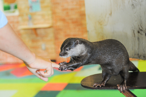カワウソ