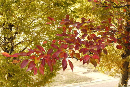 桜並木02