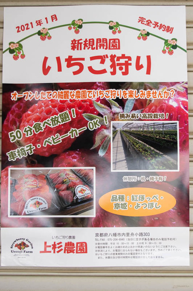 いちご狩り-21011235