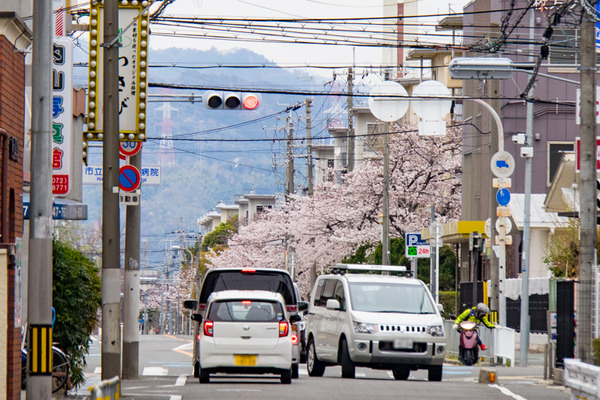 桜-2003305