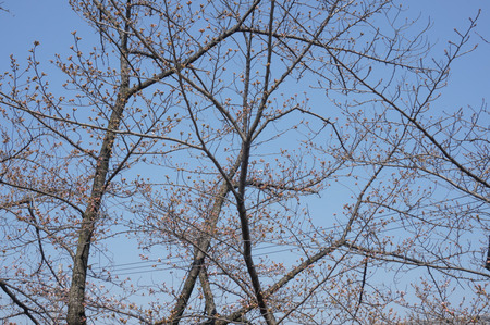 村野公園の桜-8