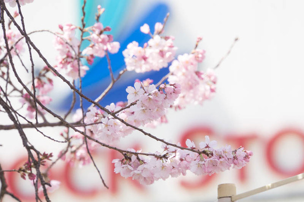 桜-1704036