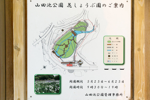 花菖蒲園-15052503