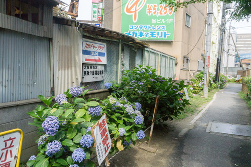 あじさい-15061001