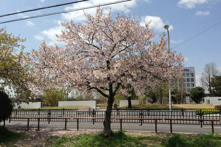 甲斐田公園130408_01