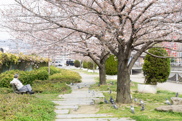桜-1704051