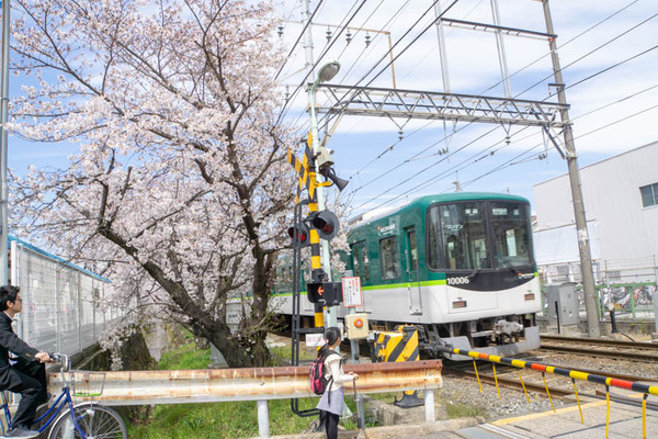 明るめ桜-19040510