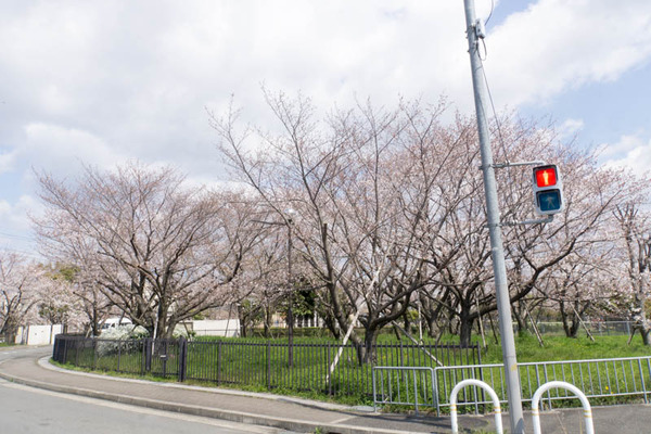 桜-1904021