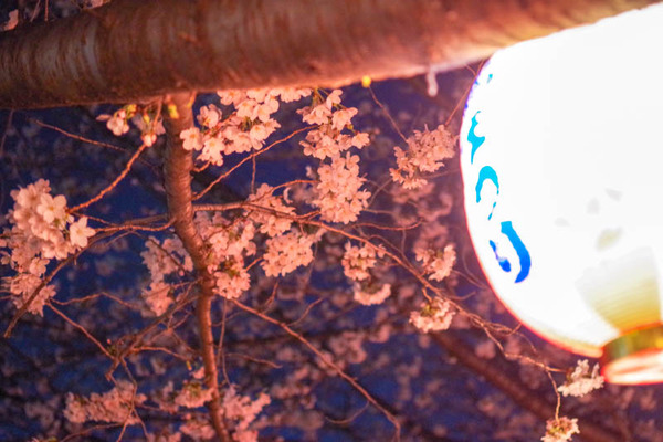 桜祭-1803268