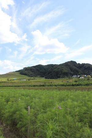 120925穂谷コスモス畑c_藤山おこめつぶ