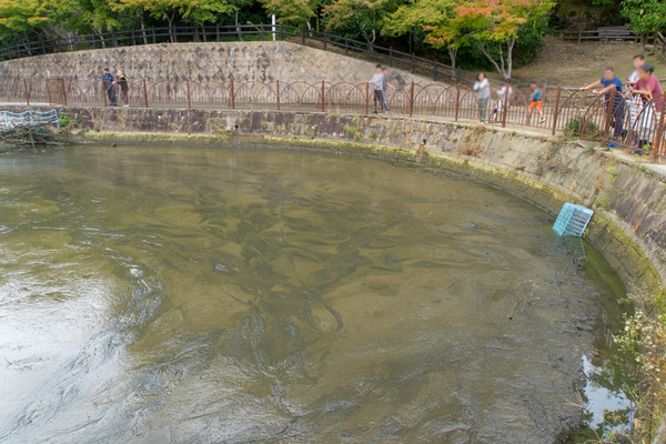 池の水2-1910206