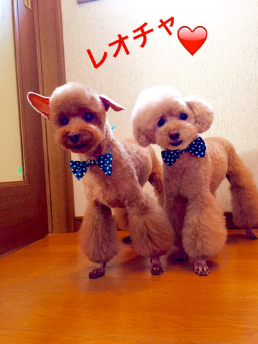 レオとチャッP-1