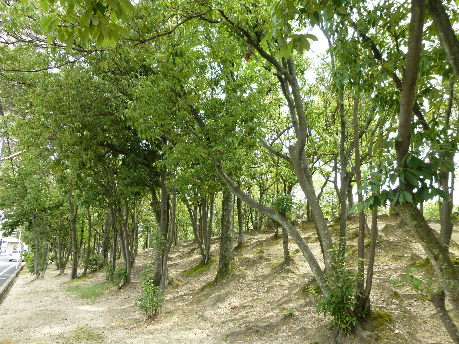 楠葉中央公園140801-02