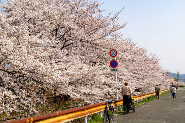 交野　桜-2103292-2