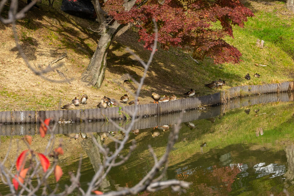 紅葉今日-2011132