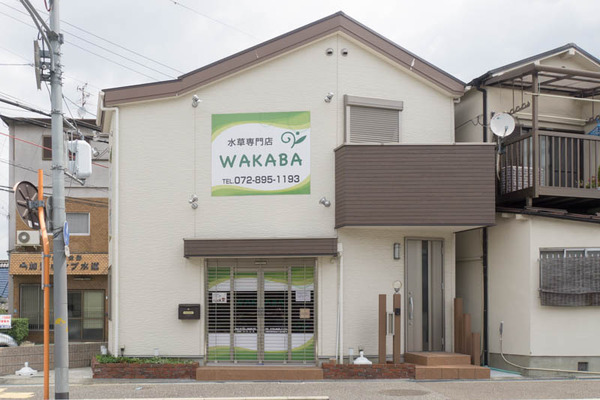 WAKABA-1606157