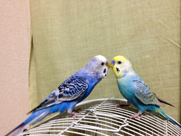 トチ&サトリ-1