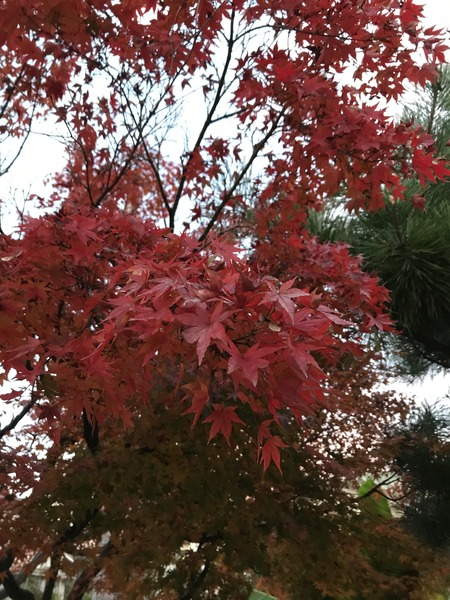 紅葉2