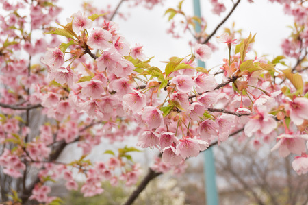 河津桜-5