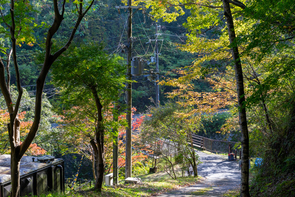 紅葉-20110311