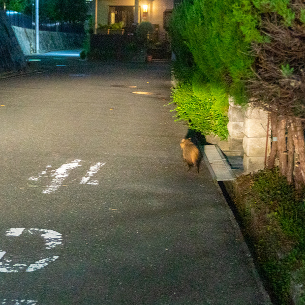 たぬき-2009141