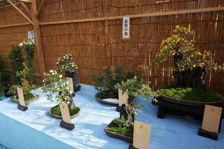 菊花展131105-50